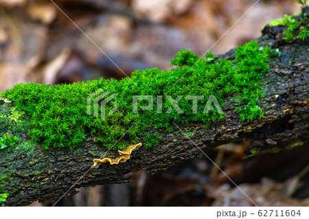 Wet branch Wet branch 62711604