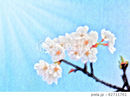 桜アップ　水彩風 62711701