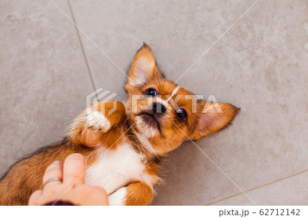 Small japanese chin dog laying on back 62712142