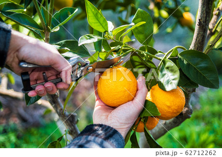 Farmer makes the orange harvest in winter. 62712262