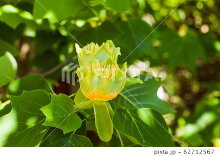 Beautiful flower of tulip tree Liriodendron on a branch. 62712567
