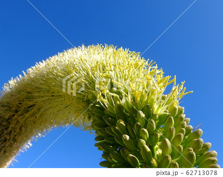 アガヴェの花 アガヴェの花 62713078