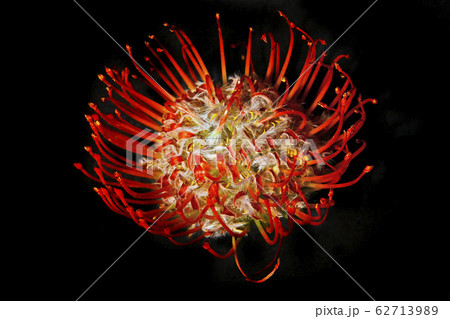 image of flower dark background image of flower dark background 62713989