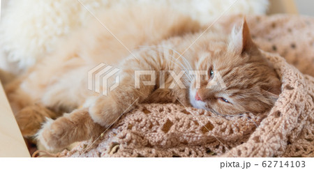 Cute ginger cat sleeping on pile of clothes. Fluffy pet mimics the color of textile. Cute ginger cat sleeping on pile of clothes. Fluffy pet mimics the color of textile. 62714103