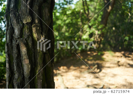 松 水落山 京畿道 62715974