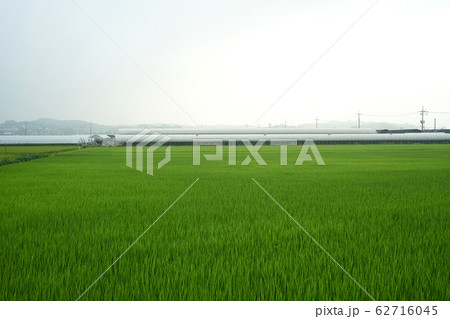 ビニールハウス 農村 農業 62716045