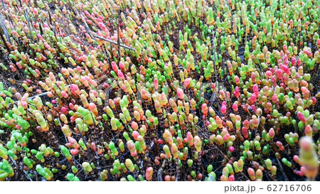 本州唯一のアッケシ草 62716706