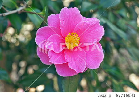 ピンクのツバキの花 62716941