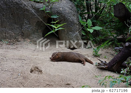 コビトマングース　巣穴の前で長く寝そべる　ロングサイズ 62717196