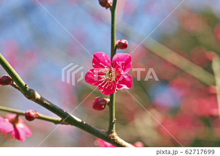 赤いウメの花 62717699