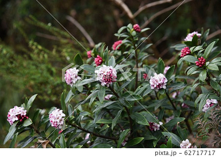 沈丁花の写真素材