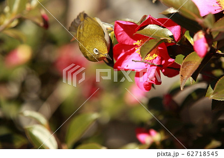 椿の蜜を吸いに来るメジロ 62718545