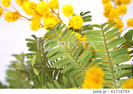 ミモザ ミモザ 62718764
