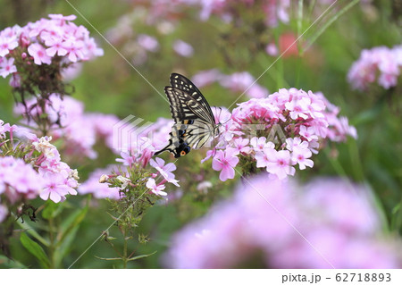 フロックスの蜜を吸うアゲハチョウ 62718893