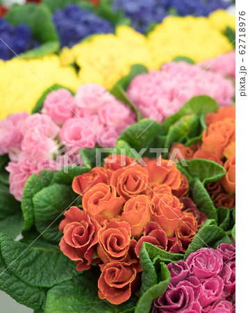 プリムラ・ジュリアンの花苗 プリムラ・ジュリアンの花苗 62718976