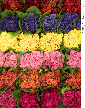 プリムラ・ジュリアンの花苗 62718977