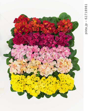 プリムラ・ジュリアンの花苗 プリムラ・ジュリアンの花苗 62718981