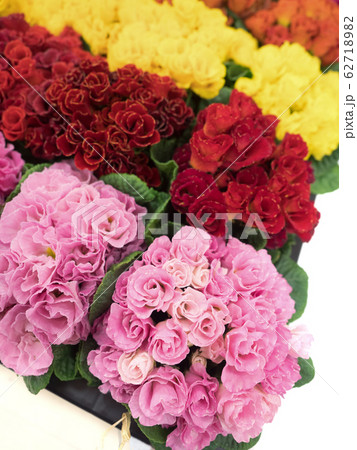 プリムラ・ジュリアンの花苗 プリムラ・ジュリアンの花苗 62718982