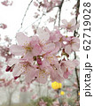 桜 さくら サクラ 62719028