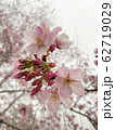 桜 さくら サクラ 62719029