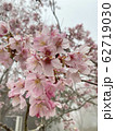 桜 さくら サクラ 62719030