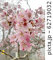 桜 さくら サクラ 62719032