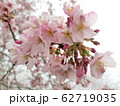 桜 さくら サクラ 62719035