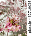 桜 さくら サクラ 62719036
