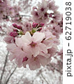 桜 さくら サクラ 62719038