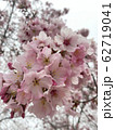 桜 さくら サクラ 62719041