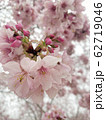 桜 さくら サクラ 62719046