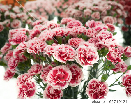 スプレーカーネーション 62719121