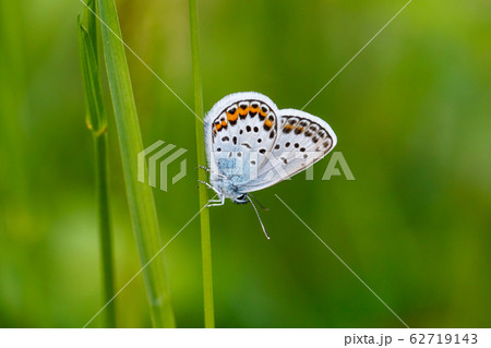 ヒメシジミ ヒメシジミ 62719143
