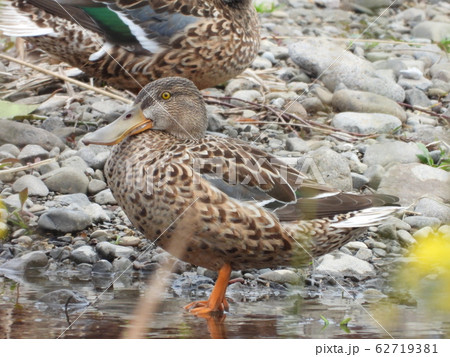 ハシビロガモ 62719381