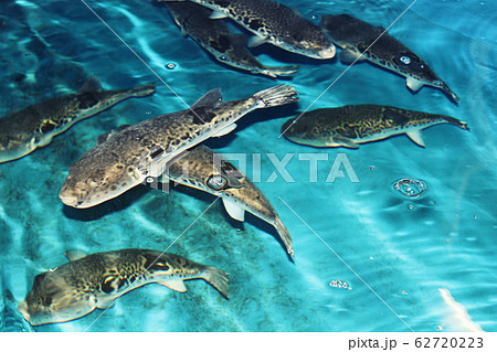 水槽で泳ぐとらふぐ 62720223