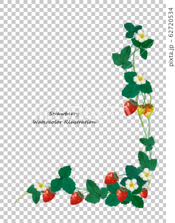 イチゴの水彩画フレーム 62720534