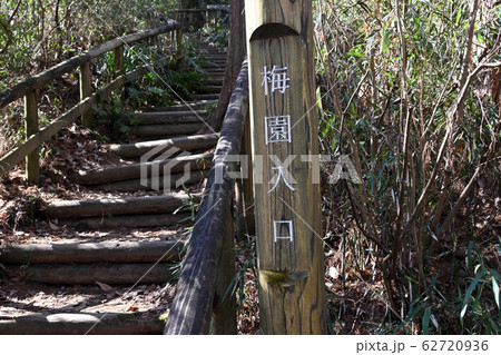 生田緑地　梅園　梅 62720936