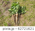 パースニップ 62721621