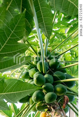 パパイアの木 パパイヤの栽培 果実 野菜 南国イメージの写真素材