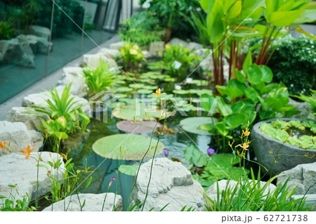 Pond in Singapore Changi Airport 62721738