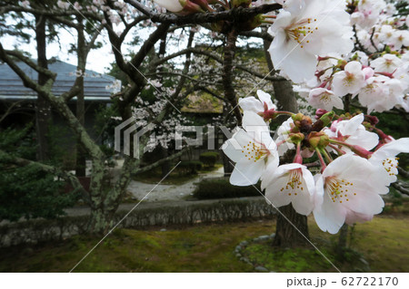 公園に咲く桜の花 公園に咲く桜の花 62722170