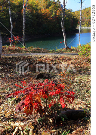 志賀高原琵琶池湖畔の秋の写真素材