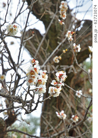 秩父散歩：七番札所　法長寺 ( ほうちょうじ )　曹洞宗 62723074
