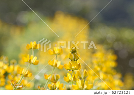 ノボリフジ ハウチワマメ のぼりふじ 62723125