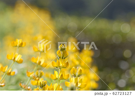 ノボリフジ ハウチワマメ のぼりふじ 62723127