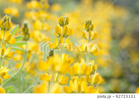 ノボリフジ ハウチワマメ のぼりふじ 62723131