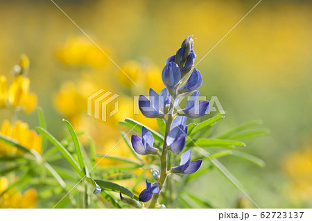 ノボリフジ ハウチワマメ のぼりふじ 62723137