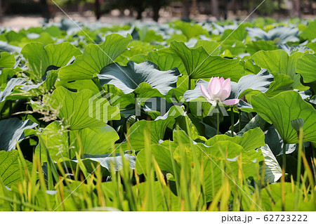 蓮 花 池 62723222