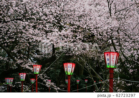 桜祭り 桜祭り 62723297