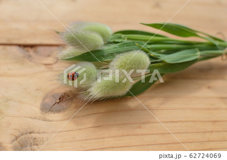 ラグラスとてんとう虫 ラグラスとてんとう虫 62724069